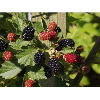 Кущ полуниги з ягодами на фоні зелені - АПФ 122