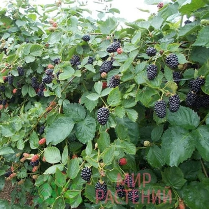 Кущ полуниці з ягодами на гілках - НАТЧЕЗ