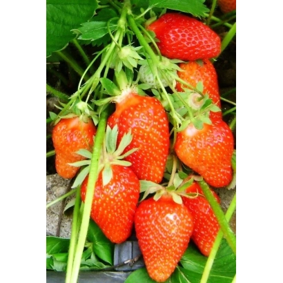 Fresh strawberries on branches with green leaves - AIDARINA