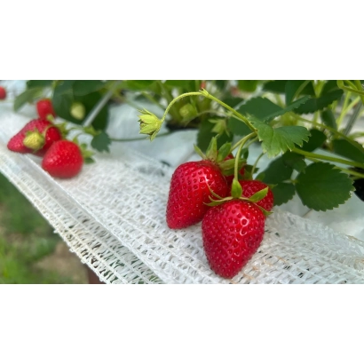 Красные ягоды земляники на белой ткани с зелеными листьями - Академик Хабаров