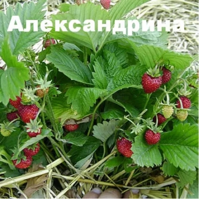 Плодиця сорту Олександрина росте на грядці - Александрина