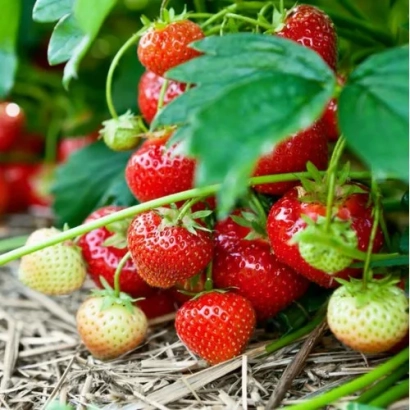Клубника на грядке без названия продукта - Аллегро
