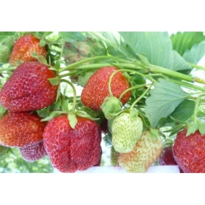 Strawberries on branches with green leaves - Anastasia