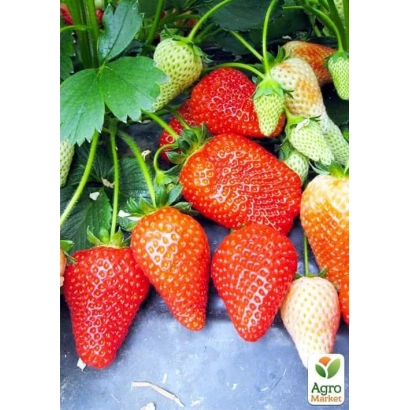 Yantarna strawberry on leaf background
