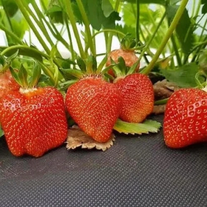 Красные ягоды земляники Арианна на темной поверхности с зелеными листьями.