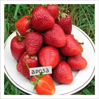 Strawberry variety Arosa on a white plate against a grass background