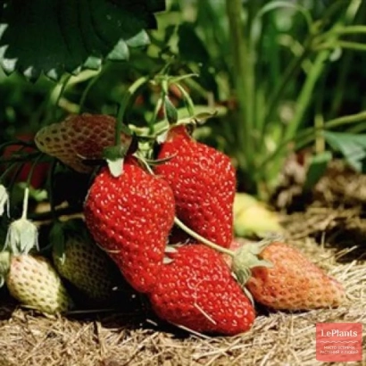 Клубника на земле без названия продукта - Ясна