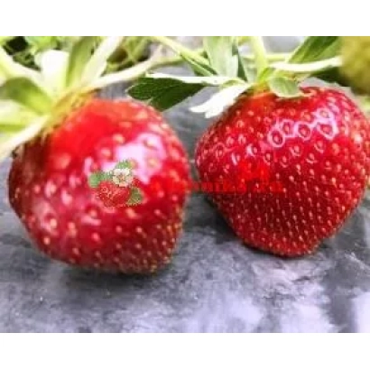 Две красные ягоды земляники Багряна на сером фоне