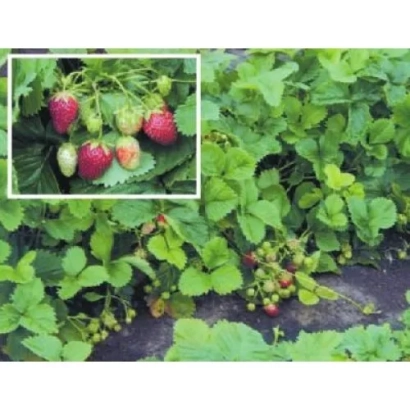 Strawberries on plant with red and green berries - BARABINSKAYA