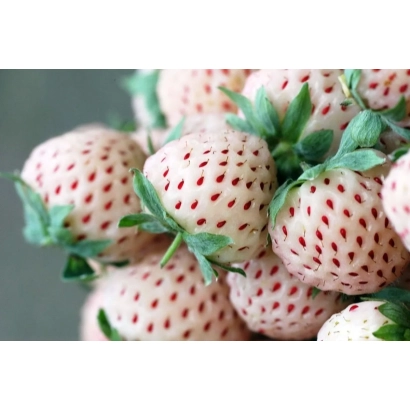 Клубника сорта Белоснежка с красными точками на белых ягодах