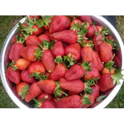 Клубника в металлической миске на траве - БЕЛРУБИ