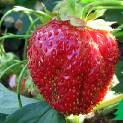 Large red strawberry Bereginya fruit on green leaves