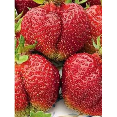Крупные красные ягоды земляники сорта Богема