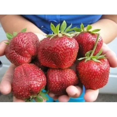 Fresh strawberries held in hands - Bogota