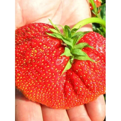 Крупный план ягоды земляники в руке - БОРОВИЦКАЯ