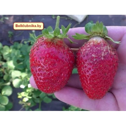 Two Capri strawberries held in hand against green foliage