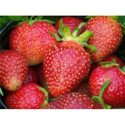 Close-up of fresh strawberries Queen