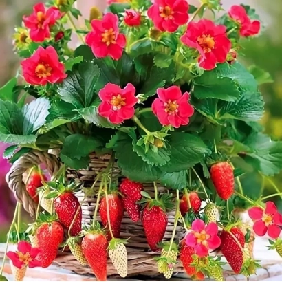 Basket with red strawberry flowers and berries of the Charovnitsa variety