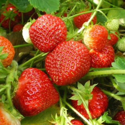 Large red strawberries of the Tsarskoye Selo variety on green leaves - TSARSKOSELSKAYA