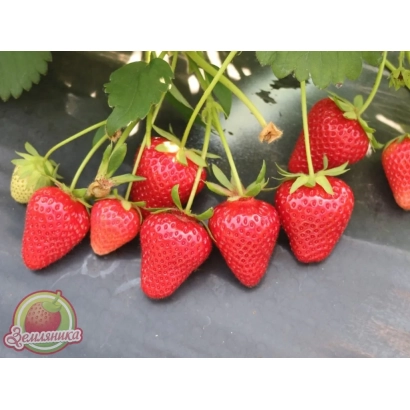 Strawberry Civri 30 on leaf background