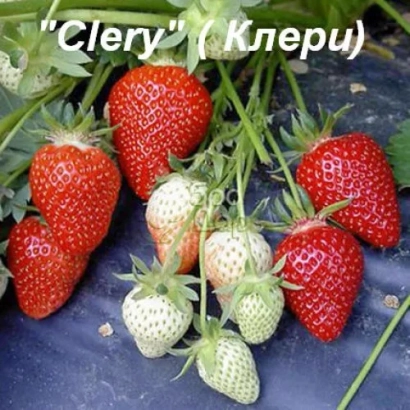 Strawberries Clery on background with berries at different ripening stages