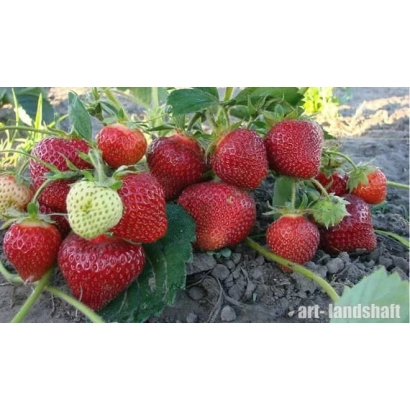 Клубника сорта Даренка на грядке