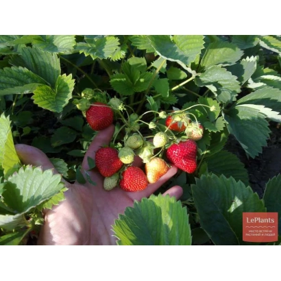 Клубника на ладони среди листьев - Дарунок учителю / Дарунок вчителю