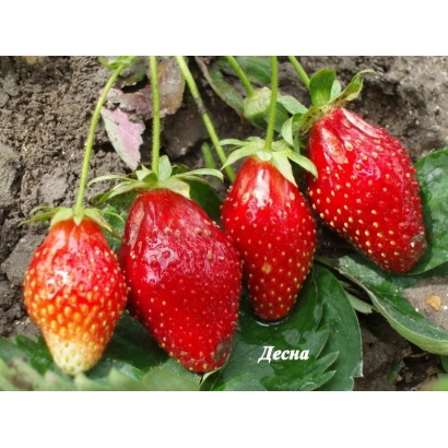 Клубника сорта Десна на грядке