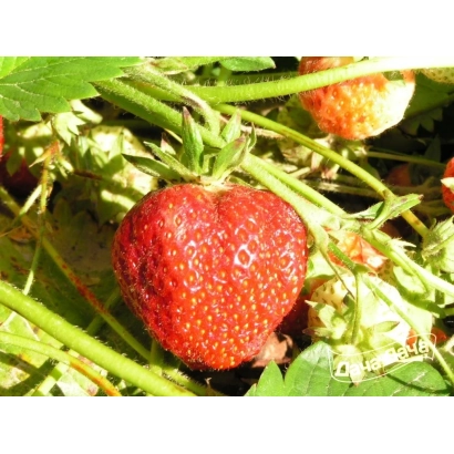 Крупний план червоної полуниці на зелених листках - ДЕСНЯНКА КОКІНСЬКА