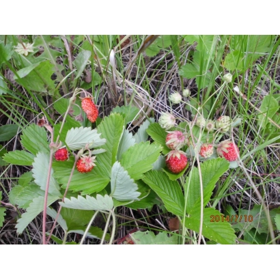 Клубника растёт на гряде среди зелёных листьев - ДрисСтроуФортиНайн