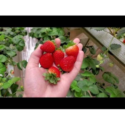 Рука держит свежие красные ягоды клубники на фоне зелёных листьев - ДрисСтроуФортиСевен