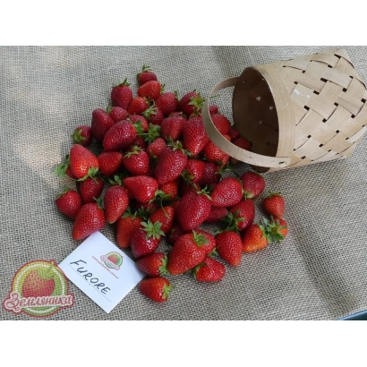 Strawberries of the Favor variety in a basket on linen fabric - DrisStrawThirtyFour