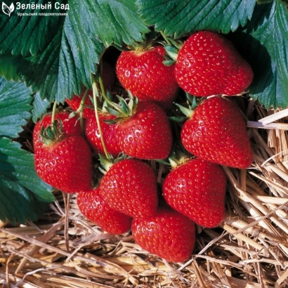 Close-up of ripe strawberry berries against green leaves and straw - DUET