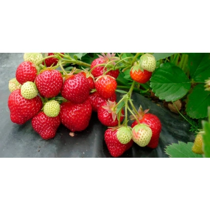Клубника Yotsuboshi на грядке с зелеными листьями - ЁЦУБОСИ