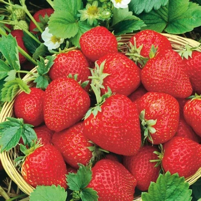 Basket of fresh strawberries with green leaves and flowers - ELIANNI