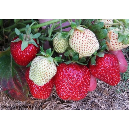 Клубника Єлизавета 2 на гряді з червоними та білими ягодами
