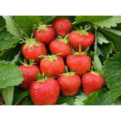 Крупные красные ягоды земляники на зелёных листьях - Ельсанта
