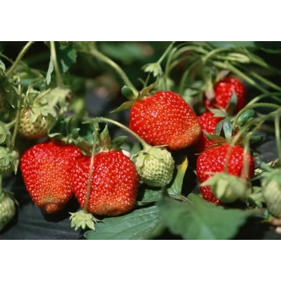 Клубника на грядке с зелеными листьями и ягодами - Ерос