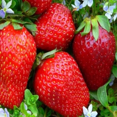 Large red strawberries on green leaves and white flowers - Everest