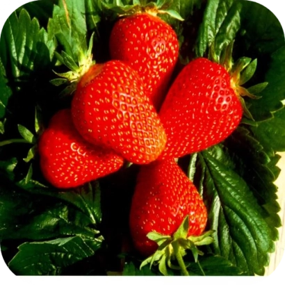 Close-up of fresh red strawberry fruits on green leaves. - Fakel