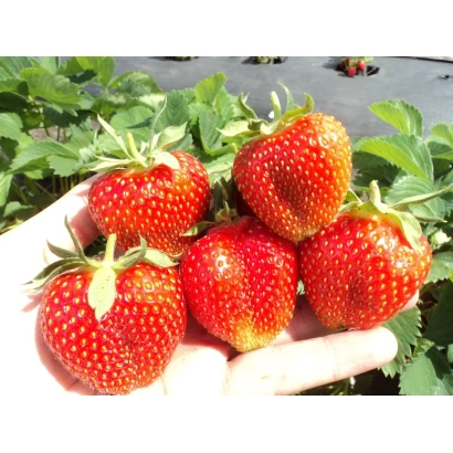Strawberries in hand against garden bed - Feya