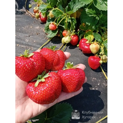 Strawberries in hand on garden bed - FEDERIKA