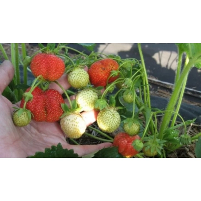 Клубника на ветке с зелеными и красными ягодами в руке - Фестивальная ромашка / Фестивальна ромашка