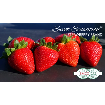 Strawberry variety Sweet Sensation on dark background - FL 09 127