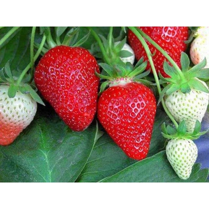 Close-up of fresh strawberries and white strawberries on green leaves - FL 13 26 134