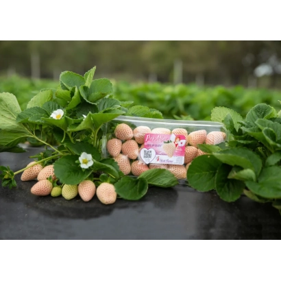 Strawberries in clear packaging on a background of green leaves - FL 16 78 109