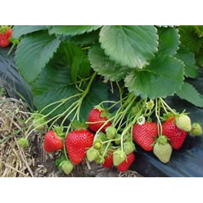 Клубника на грядке с зелеными листьями и красными ягодами - Фламенко