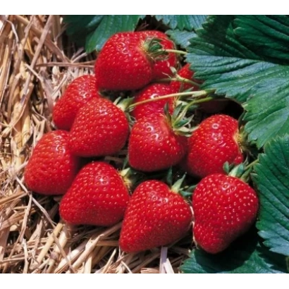 Strawberry variety Florens on a background of straw and leaves