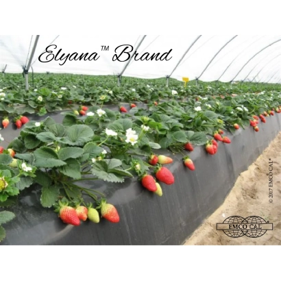 Strawberry variety Elyana under the brand Elyana Brand in a greenhouse - Florida Elyana