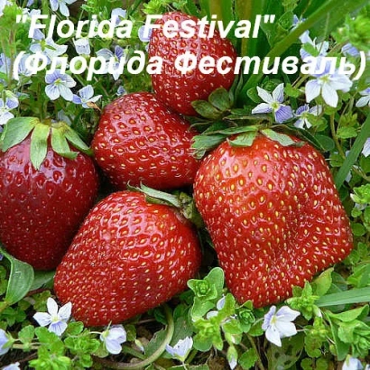 Close-up of Florida Festival strawberries against green foliage and small white flowers.